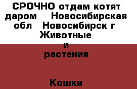 СРОЧНО!отдам котят даром! - Новосибирская обл., Новосибирск г. Животные и растения » Кошки   . Новосибирская обл.,Новосибирск г.